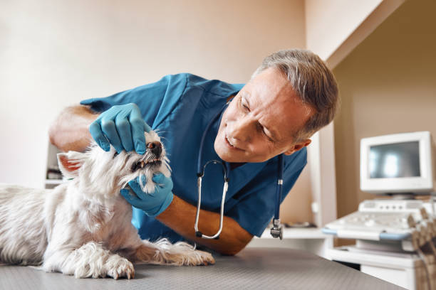 Best After-Hours Emergency Dentist in Port Barre, LA